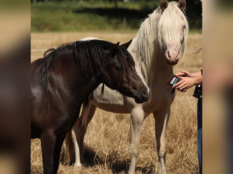 Welsh-PB Jument 2 Ans 125 cm Cremello in Aalten