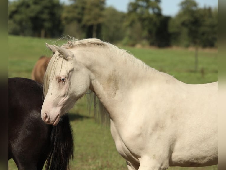 Welsh-PB Jument 2 Ans 125 cm Cremello in Aalten