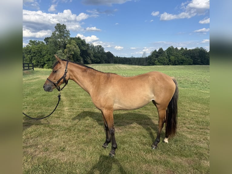 Welsh-PB Jument 2 Ans 132 cm Isabelle in Columbia