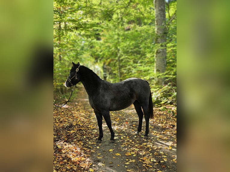 Welsh-PB Jument 2 Ans 140 cm Gris in Emmaboda