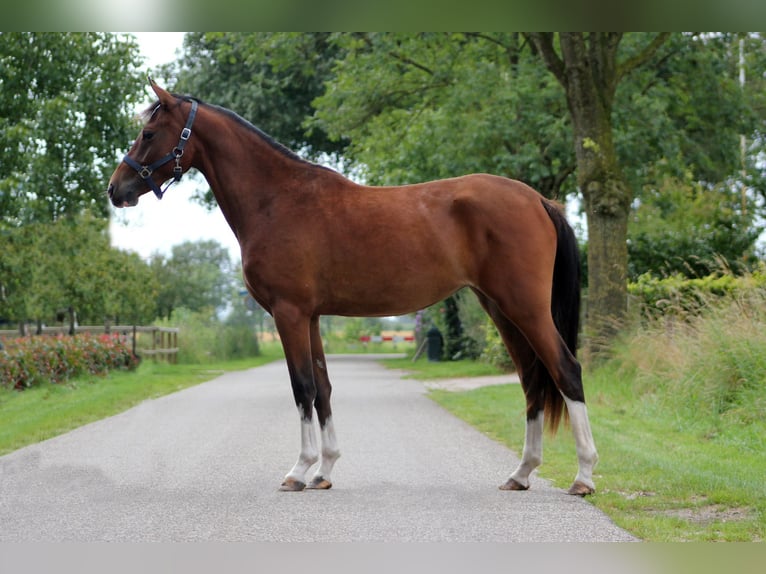 Welsh-PB Jument 2 Ans 147 cm Bai brun in Hengelo (Gld)