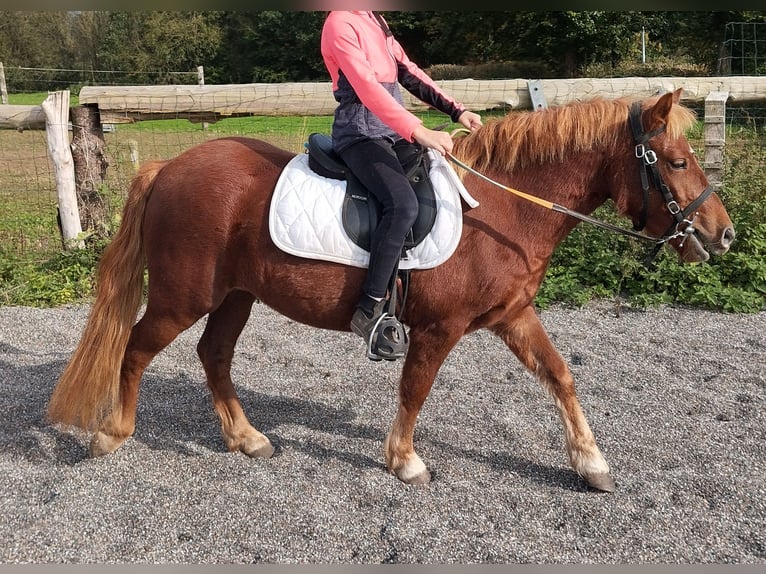 Welsh-PB Jument 3 Ans 115 cm in LA TRINITE