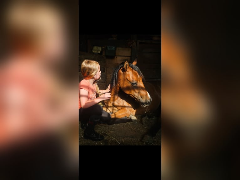 Welsh-PB Croisé Jument 3 Ans 138 cm Bai cerise in Ustrzyki Dolne