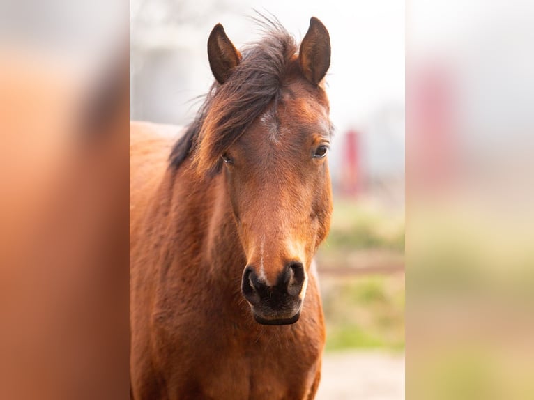 Welsh-PB Jument 3 Ans 145 cm Bai in Driebruggen