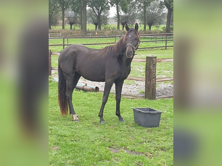 Welsh-PB Jument 3 Ans 146 cm Noir in Sint Hubert