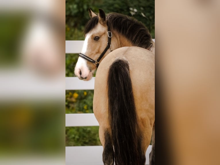 Welsh-PB Croisé Jument 4 Ans 146 cm Buckskin in Nettersheim