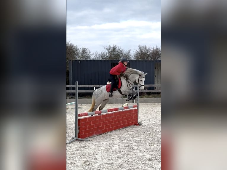 Welsh-PB Jument 5 Ans 137 cm Blanc in Příbram