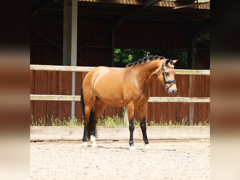 Welsh-PB Jument 5 Ans 137 cm Buckskin in Heemskerk