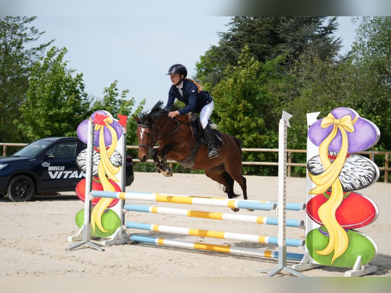 Welsh-PB Jument 5 Ans 137 cm  in Coise