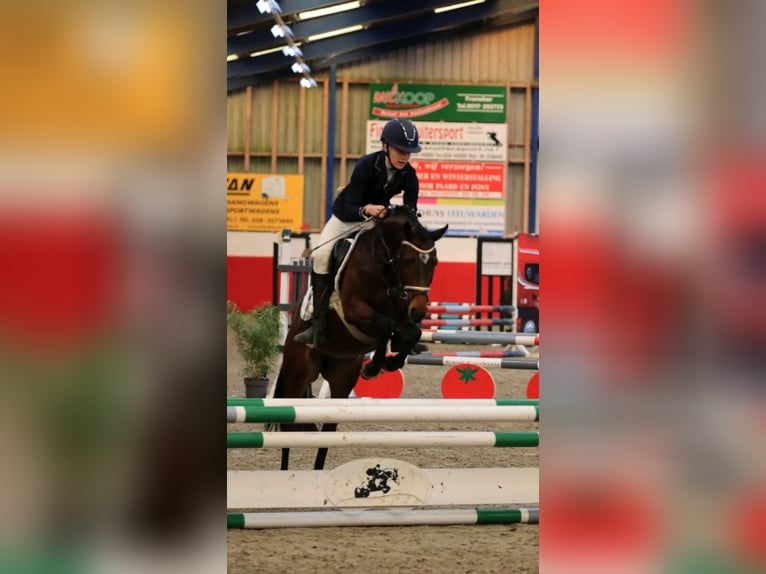 Welsh-PB Jument 7 Ans 146 cm Bai brun in Oosthem