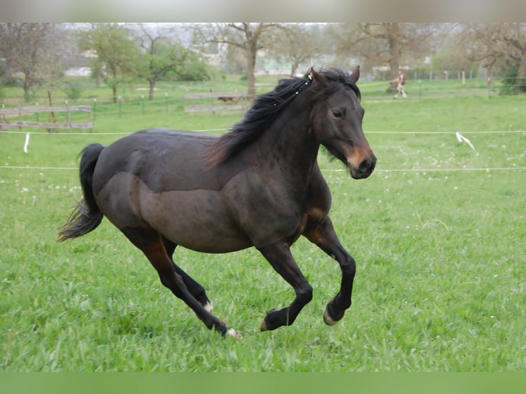 Welsh-PB Jument 7 Ans 150 cm Bai brun in Basel