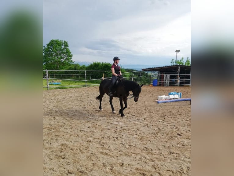 Welsh-PB Jument 7 Ans 150 cm Bai brun in Basel