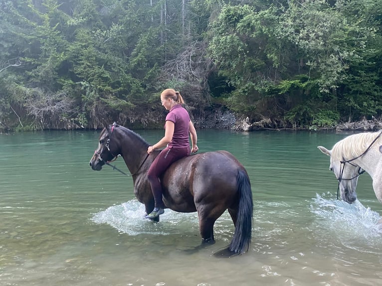 Welsh-PB Jument 7 Ans 150 cm Bai brun in Basel