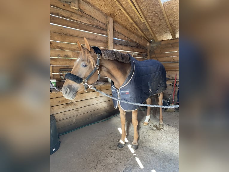 Welsh-PB Jument 7 Ans 156 cm Alezan brûlé in Saint clair sur epte