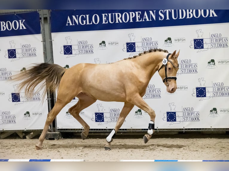 Welsh-PB Jument 8 Ans 140 cm Champagne in Bitgum