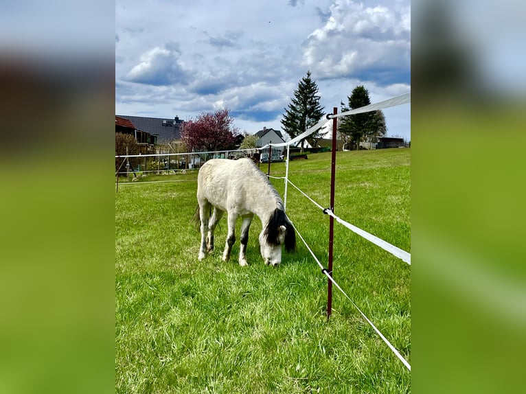 Welsh-PB Croisé Jument 9 Ans 115 cm Gris in Falkenstein/Vogtland