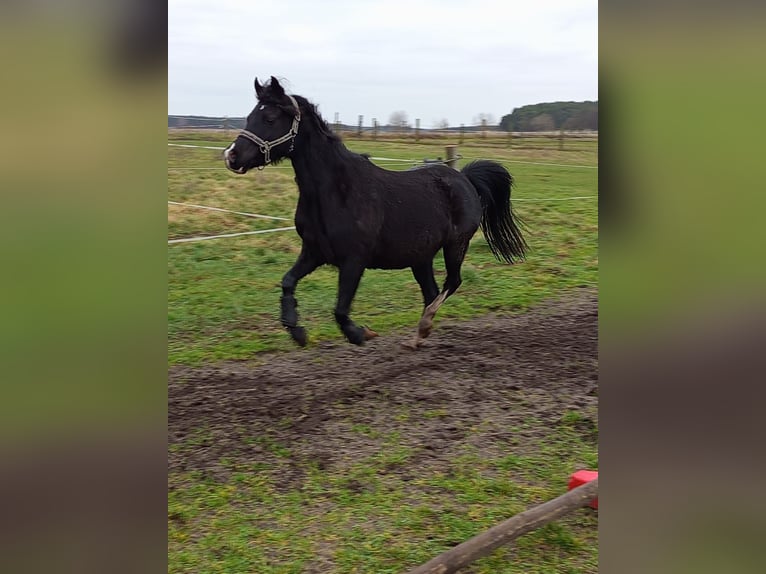 Welsh-PB Mix Merrie 10 Jaar 132 cm Zwart in Cröchern