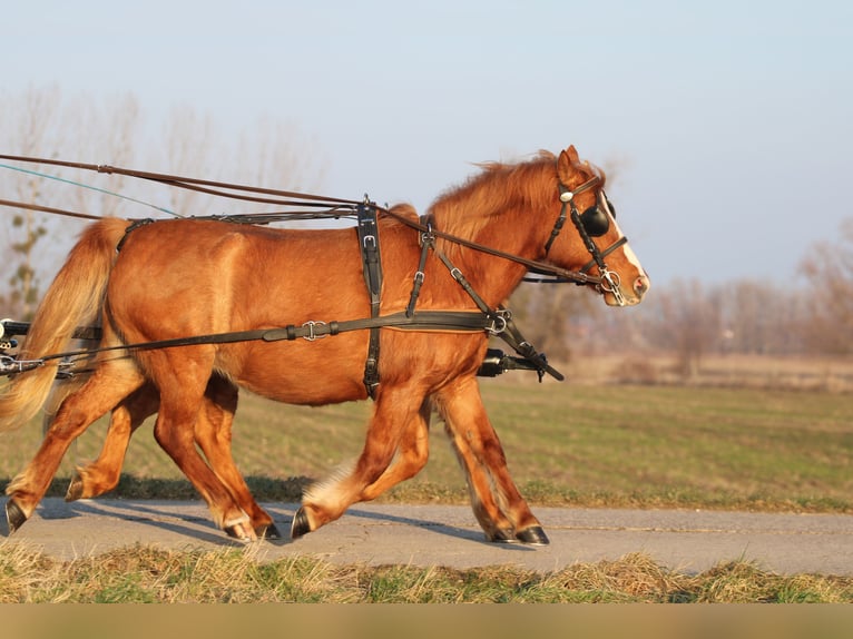 Welsh-PB Mix Merrie 13 Jaar 130 cm Donkere-vos in Pápa