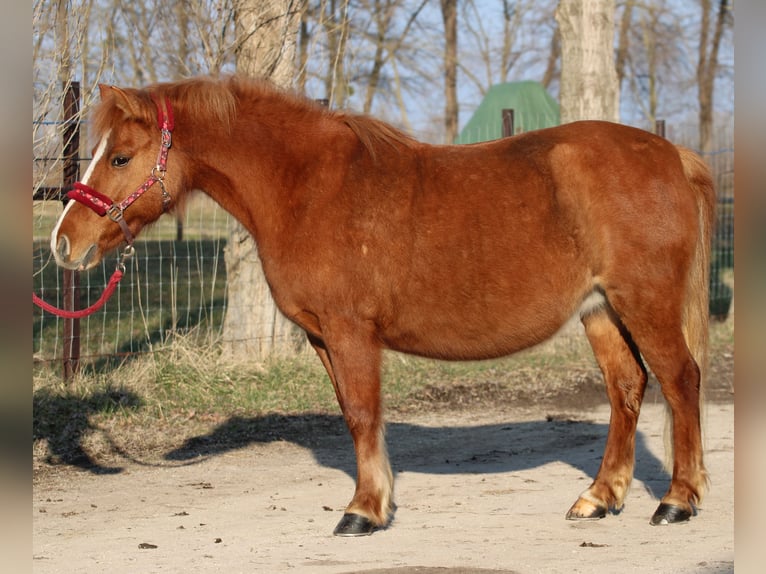 Welsh-PB Mix Merrie 13 Jaar 130 cm Donkere-vos in Pápa