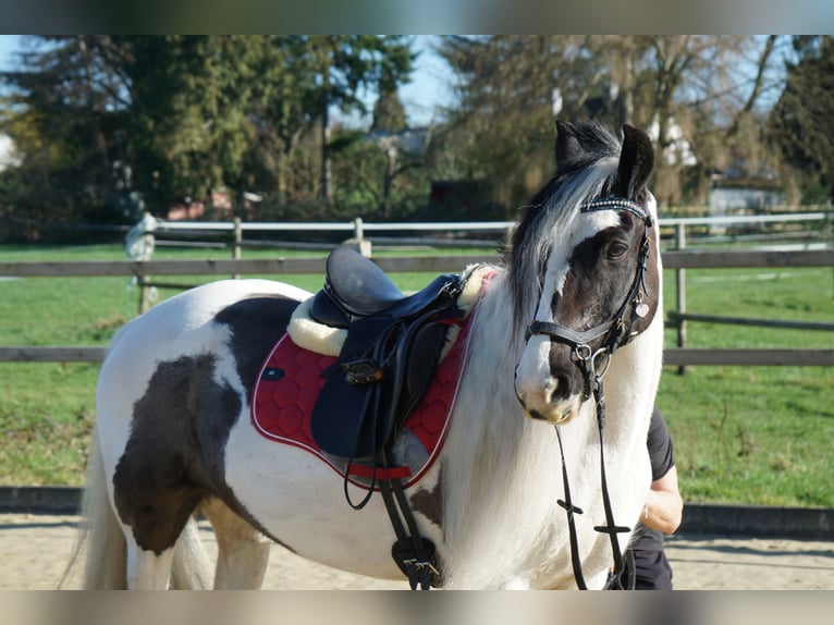 Welsh-PB Merrie 13 Jaar 146 cm Gevlekt-paard in Langenfeld