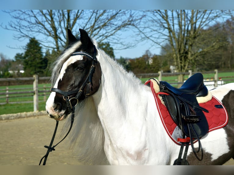 Welsh-PB Merrie 13 Jaar 146 cm Gevlekt-paard in Langenfeld