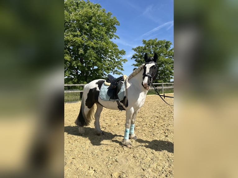 Welsh-PB Merrie 13 Jaar 146 cm Gevlekt-paard in Langenfeld