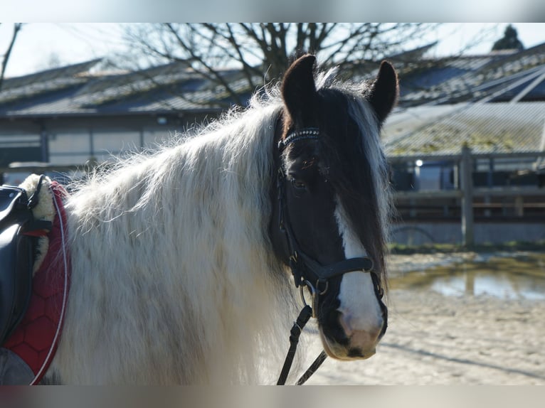 Welsh-PB Merrie 13 Jaar 146 cm Gevlekt-paard in Langenfeld
