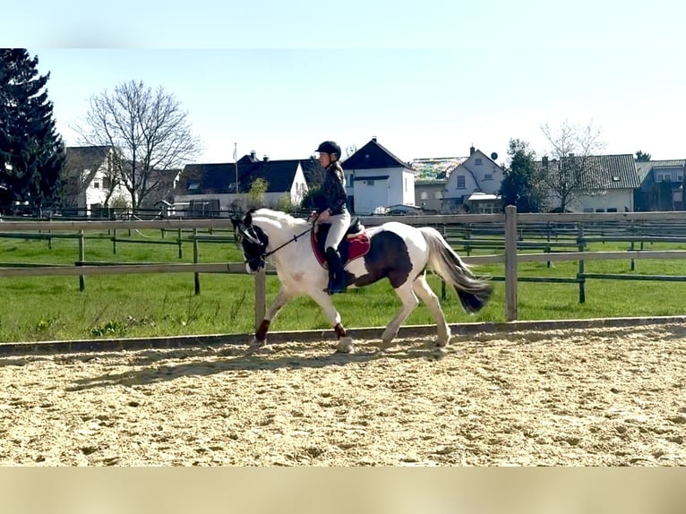 Welsh-PB Merrie 13 Jaar 146 cm Gevlekt-paard in Langenfeld