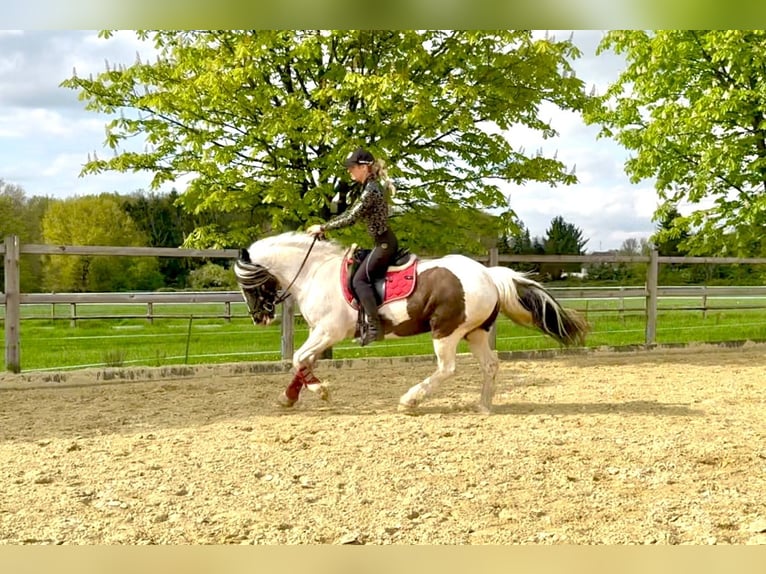 Welsh-PB Merrie 13 Jaar 146 cm Gevlekt-paard in Langenfeld