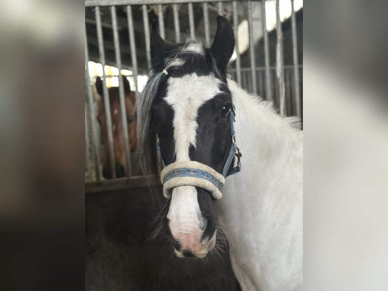 Welsh-PB Merrie 13 Jaar 146 cm Gevlekt-paard in Langenfeld