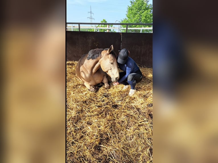 Welsh-PB Merrie 13 Jaar 151 cm Buckskin in Westhausen