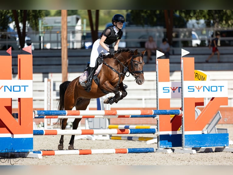 Welsh-PB Merrie 15 Jaar 138 cm Bruin in Pilsen