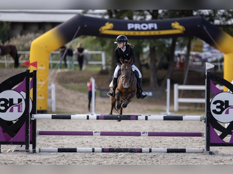 Welsh-PB Merrie 15 Jaar 138 cm Bruin in Pilsen