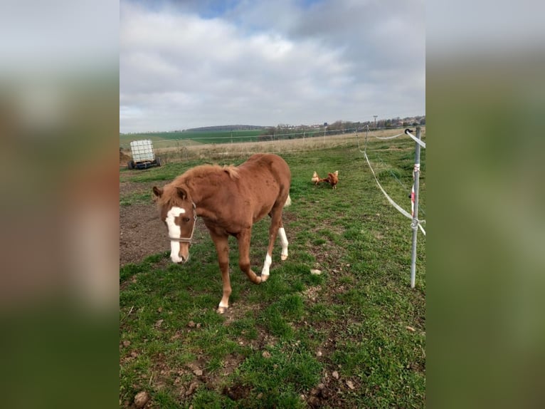 Welsh-PB Merrie 1 Jaar 140 cm Roodvos in Prag - Lichoceves