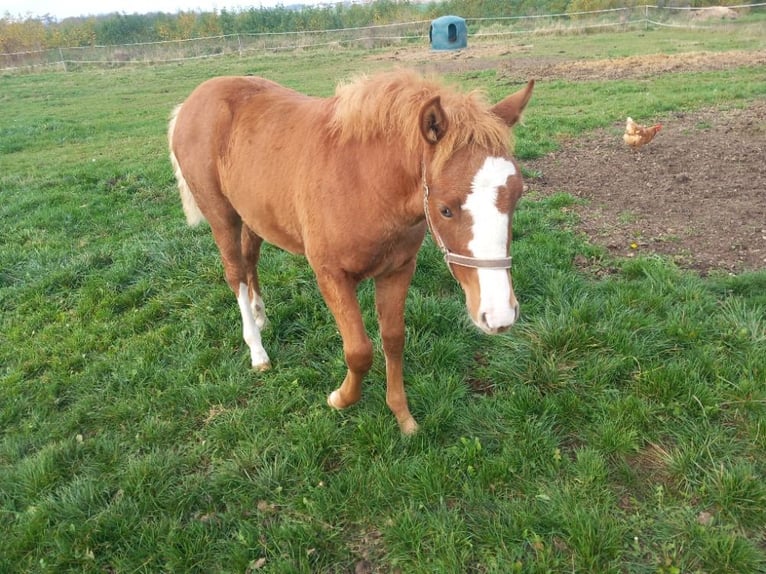 Welsh-PB Merrie 1 Jaar 140 cm Roodvos in Prag - Lichoceves