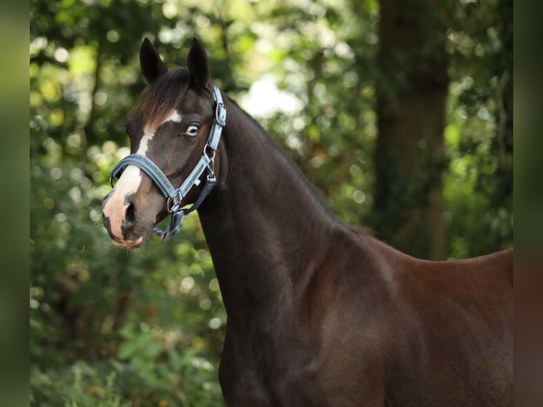 Welsh-PB Merrie 1 Jaar 145 cm Donkerbruin in Aalten
