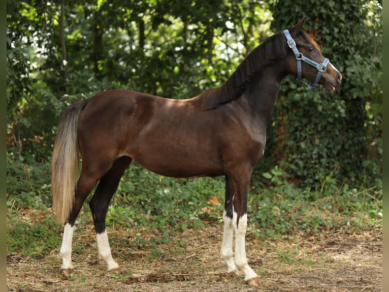 Welsh-PB Merrie 1 Jaar 145 cm Donkerbruin in Aalten