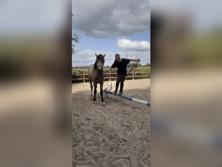 Welsh-PB Mix Merrie 1 Jaar 160 cm Falbe in Ruinen