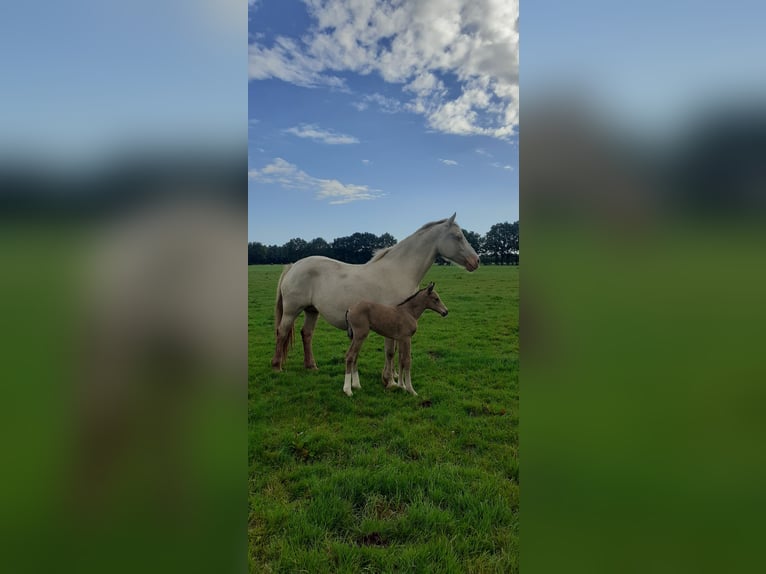 Welsh-PB Mix Merrie 1 Jaar 160 cm Falbe in Ruinen