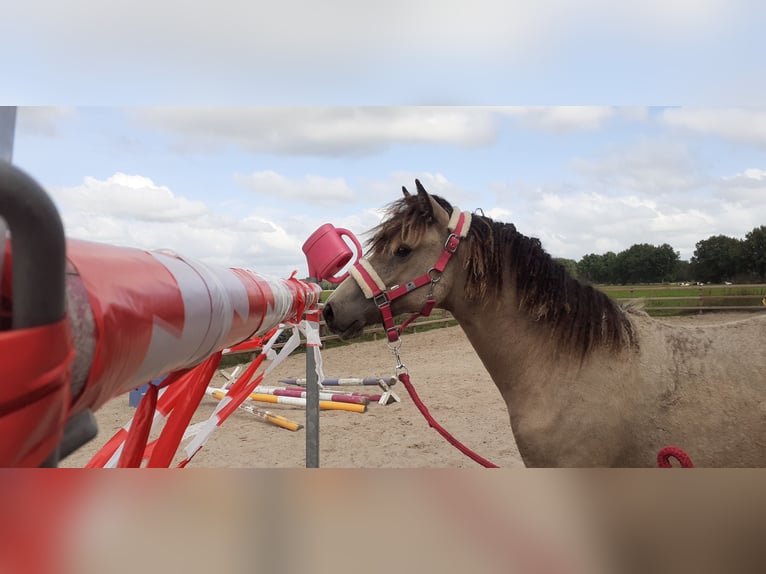 Welsh-PB Mix Merrie 1 Jaar 160 cm Falbe in Ruinen