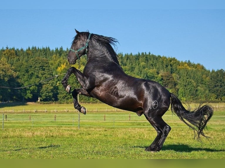 Welsh-PB Merrie 1 Jaar Zwartbruin in Nepomuk