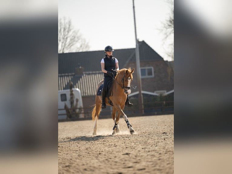 Welsh-PB Merrie 20 Jaar Vos in Beek en Donk