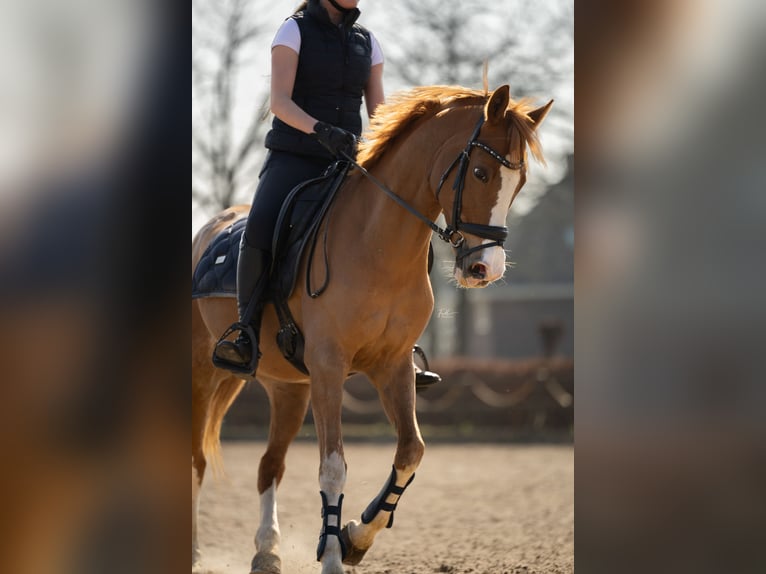 Welsh-PB Merrie 20 Jaar Vos in Beek en Donk