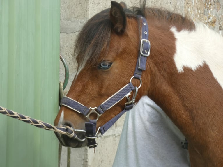 Welsh-PB Merrie 2 Jaar 115 cm Tobiano-alle-kleuren in LA TRINITE