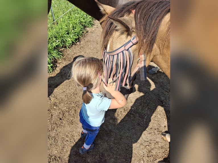 Welsh-PB Merrie 2 Jaar 125 cm Buckskin in Ranshofen