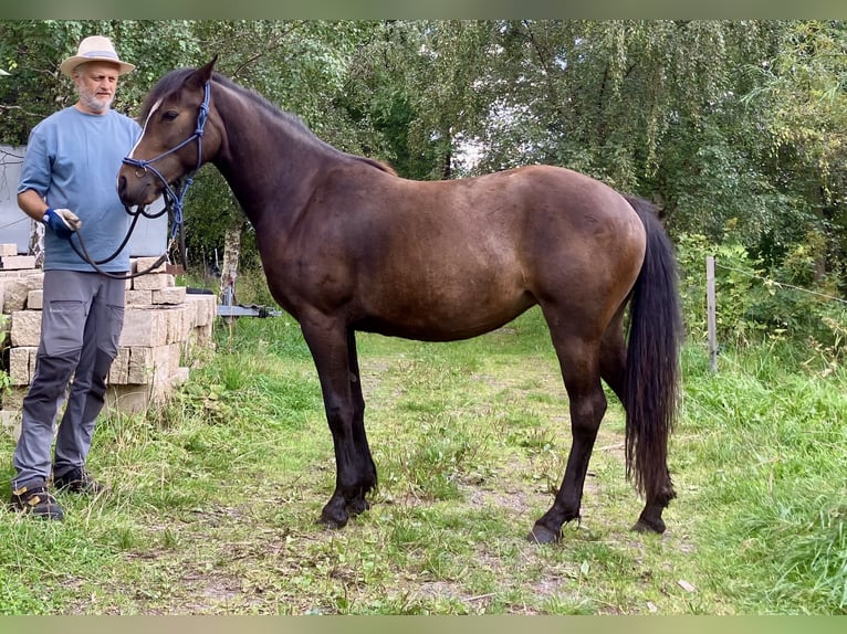 Welsh-PB Merrie 2 Jaar 145 cm Bruin in 54101
