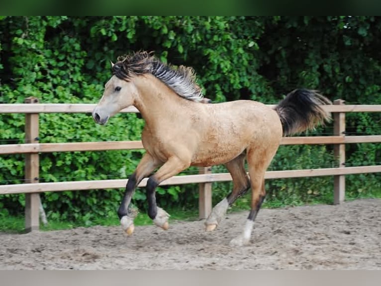 Welsh-PB Mix Merrie 2 Jaar 160 cm Falbe in Ruinen