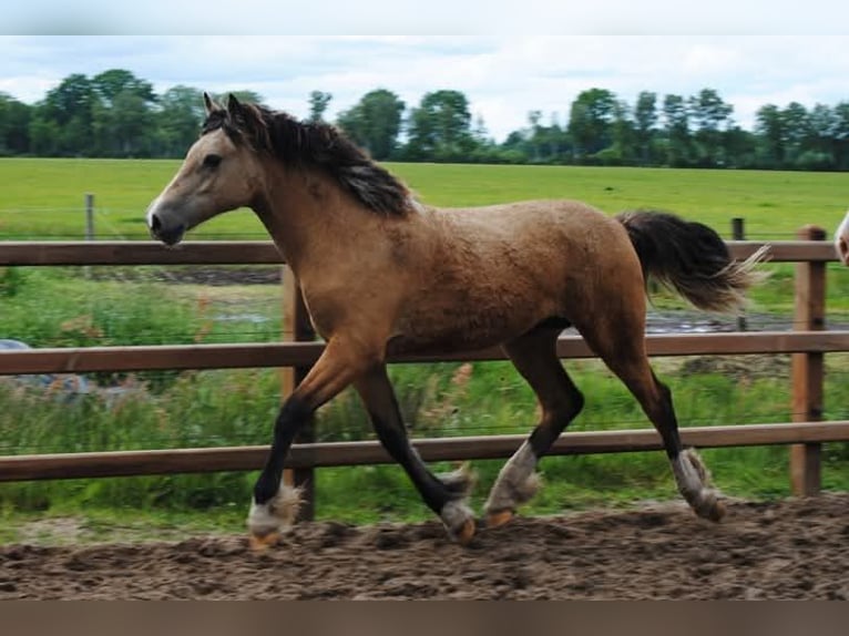 Welsh-PB Mix Merrie 2 Jaar 160 cm Falbe in Ruinen