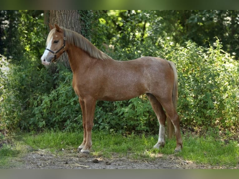Welsh-PB Merrie 3 Jaar 122 cm Vos in Aalten