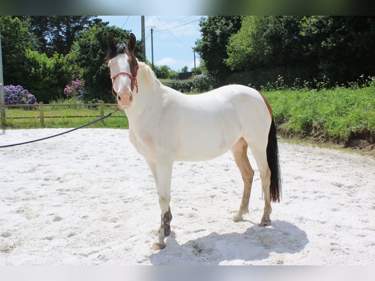 Welsh-PB Merrie 3 Jaar 149 cm Tovereo-alle-kleuren in Ploudaniel